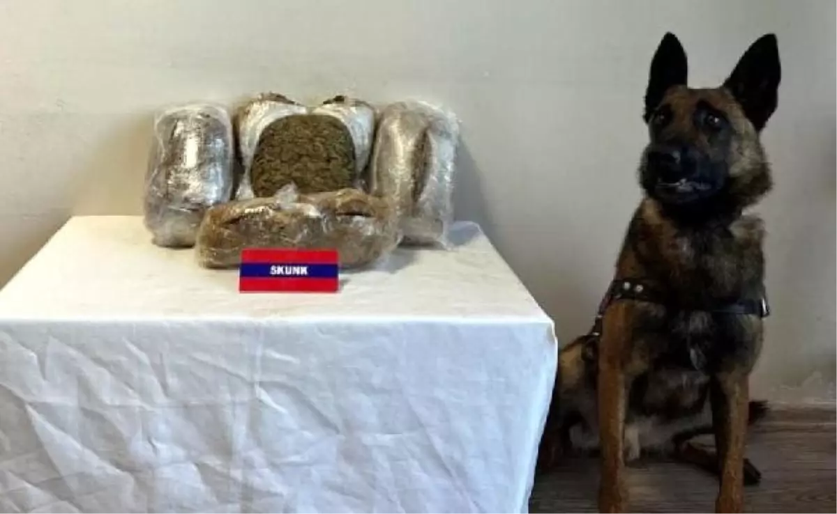 Bolu'da Yolcu Otobüsünde 5 Kilo Skunk Ele Geçirildi