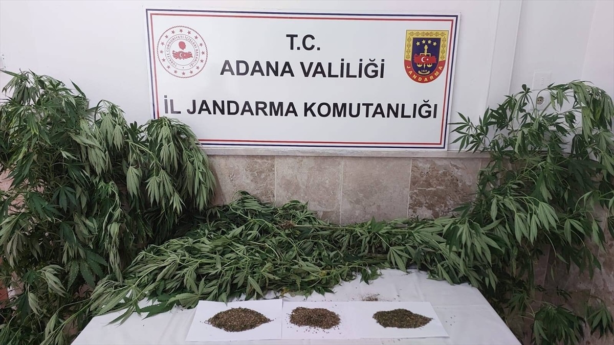 Adana\'da Ev Bahçesinde Esrar Yetiştiren Şüpheli Yakalandı