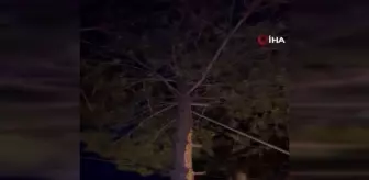 Ağaçta mahsur kalan kediyi itfaiye kurtardı