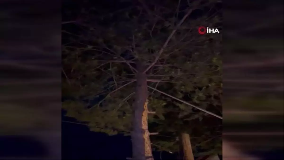 Ağaçta mahsur kalan kediyi itfaiye kurtardı