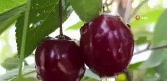Ağrı'da Yeşilin Tonları Göz Kamaştırdı