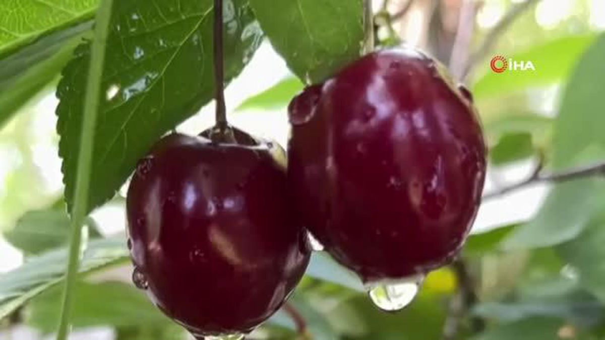 Ağrı'da Yeşilin Tonları Göz Kamaştırdı