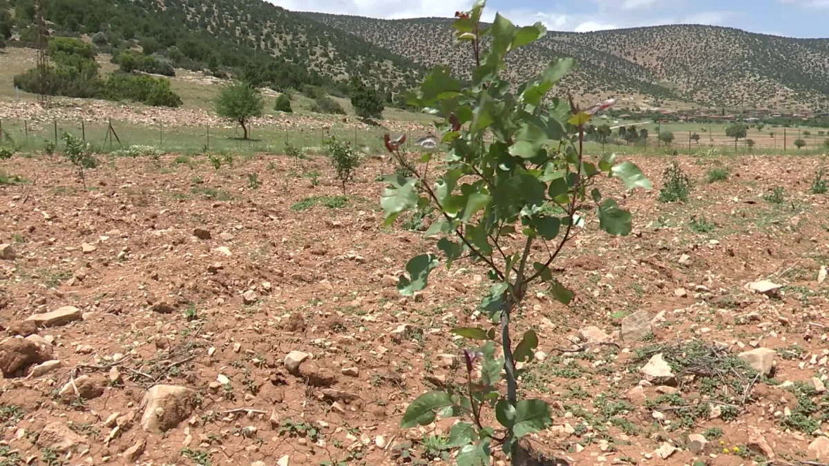 Antalya Büyükşehir Belediyesi Antep Fıstığı Fidanı Dağıtıyor