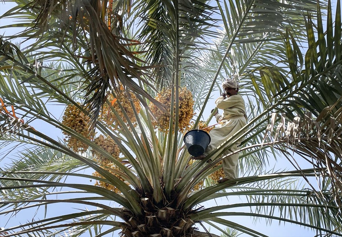 Hacılar Hurma Alışverişinde Tercihini Medine\'den Yana Kullanıyor