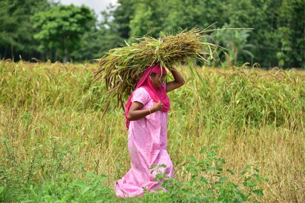 Hindistan\'da Bereketli Darı Hasadı Çiftçilerin Yüzünü Güldürdü