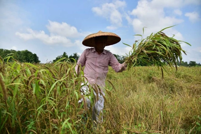 Hindistan'da Bereketli Darı Hasadı Çiftçilerin Yüzünü Güldürdü