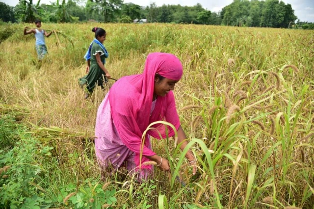Hindistan'da Bereketli Darı Hasadı Çiftçilerin Yüzünü Güldürdü