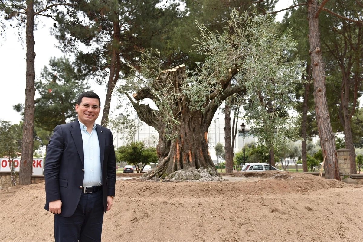 Kepez Belediyesi, Atıl Araziye Zeytin Ağacı Dikimi Planlıyor