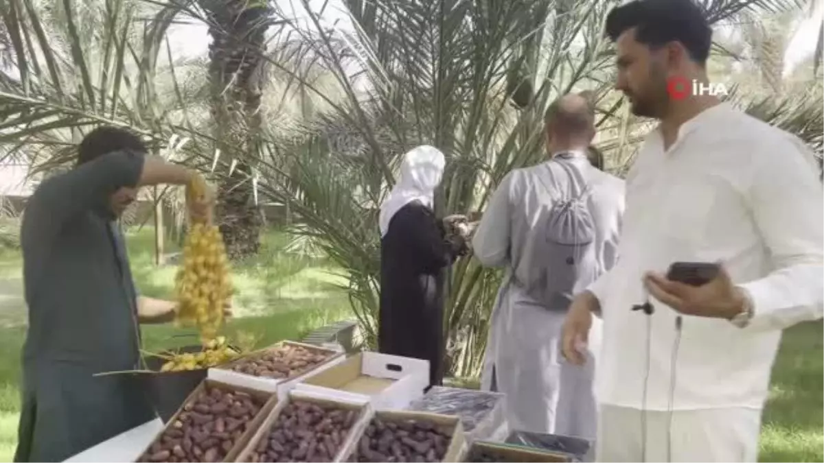 Medine hurma bahçelerinde hasat başladı