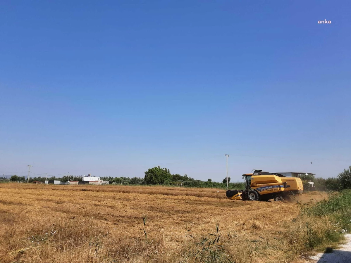 Torbalı Belediyesi Tarlalarından İhtiyaç Sahiplerine Buğday Dağıtacak
