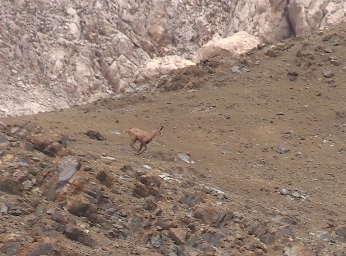 Tunceli\'de koruma altındaki çengel boynuzlu dağ keçisi görüntülendi