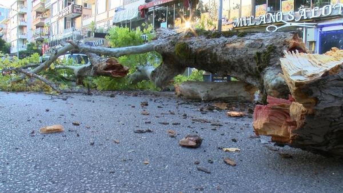 200 Yıllık Çınar Yola Devrildi