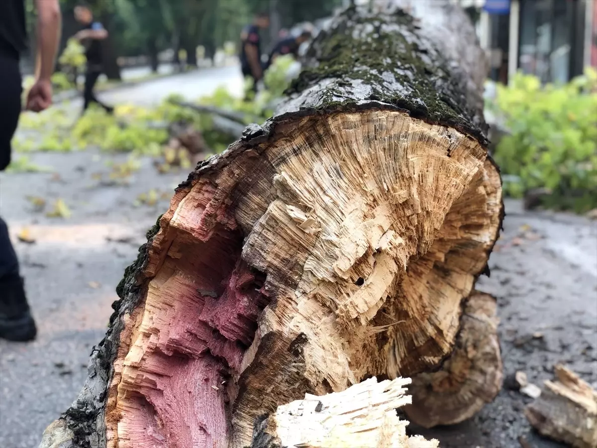 Bursa\'da Çınar Ağacı Yola Devrildi, Ulaşım Aksadı