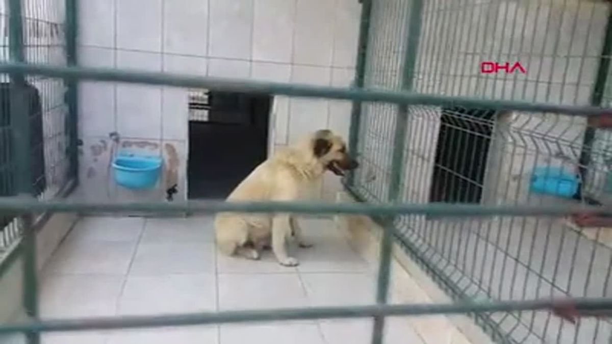BURSA\'DA SOKAK KÖPEĞİNİN SALDIRISINA UĞRAYAN ÇOCUK YÜZÜNDEN YARALANDI
