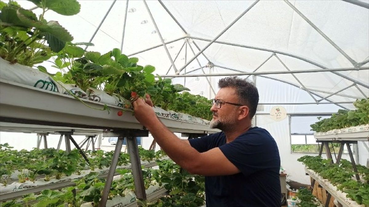 Topraksız Tarımla Üretilen Çileklerde Avantajlar