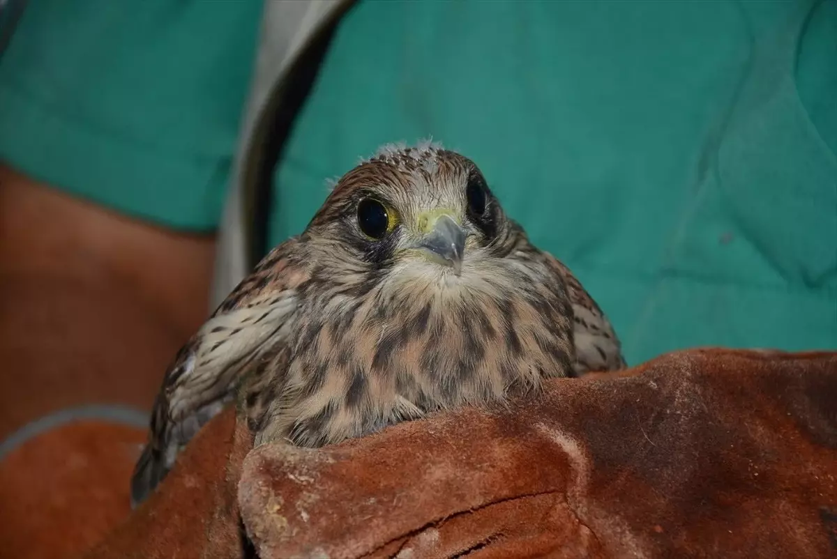Tarsus'ta Bitkin Halde Bulunan Kerkenez Kuşu Tedavi Altına Alındı