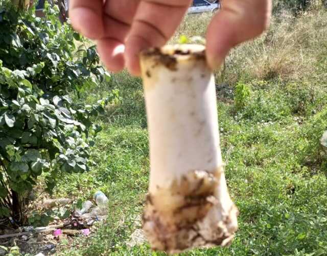 Otomobilin Tavanına Kemik Atıldı: 25 Bin Liralık Hasar Oluştu Otomobilin Tavanına Kemik Atıldı: 25 Bin Liralık Hasar Oluştu