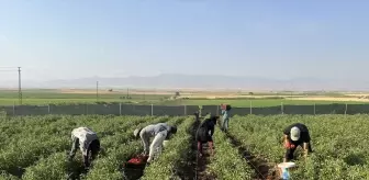 Silopi'de çiftçi fide desteğiyle üretim yapmaya başladı