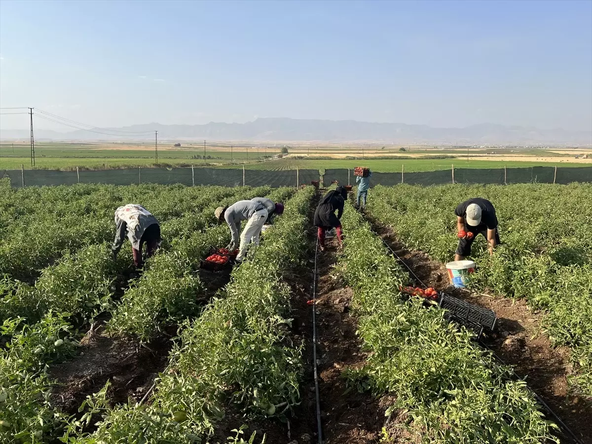 Silopi\'de çiftçi fide desteğiyle üretim yapmaya başladı