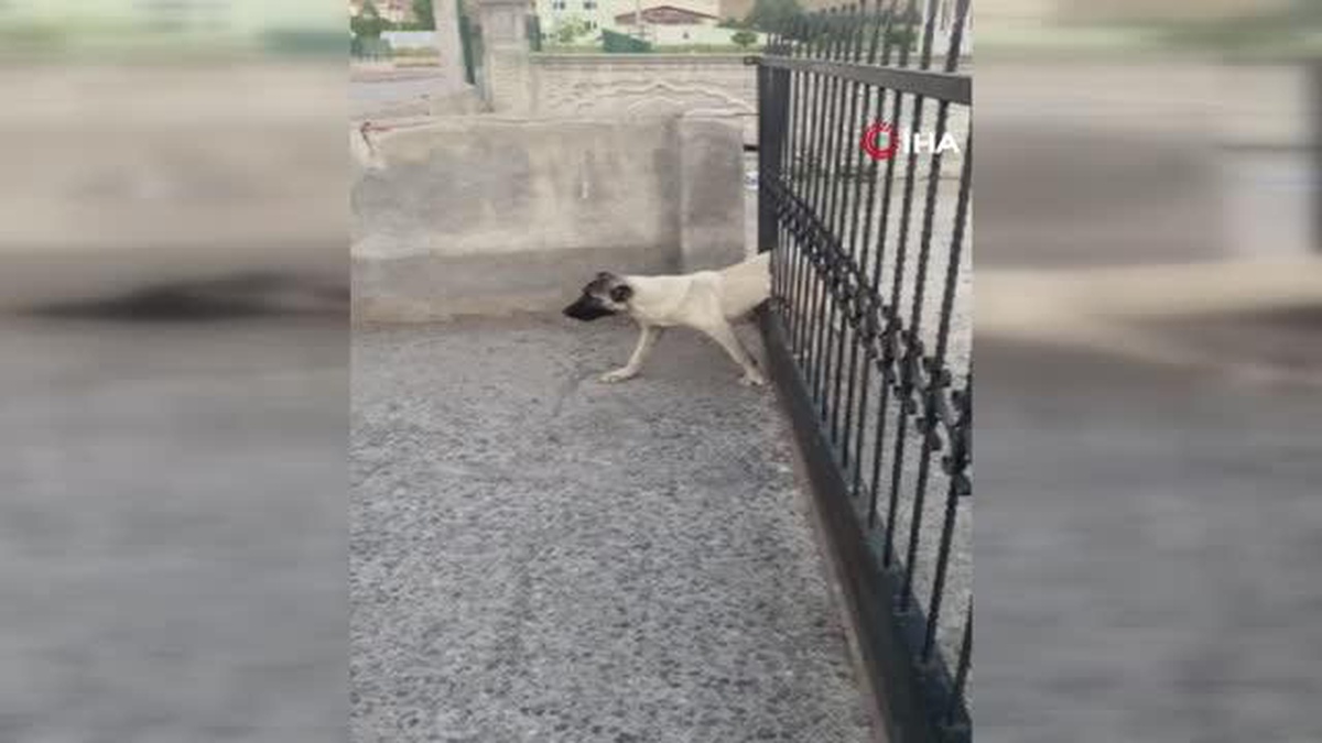 Sivas\'ta demir kapının parmaklıklarına sıkışan köpek böyle kurtarıldı