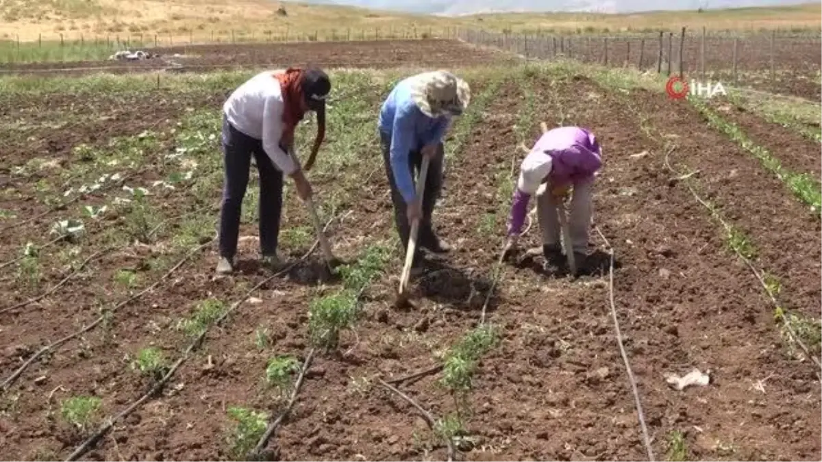 Terör yüzünden terk edilen bölgede 30 yıl sonra bir ilk: Köylerine dönüp tarım yaptılar