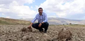 Van'da inci kefalleri kuruyan çayda öldü