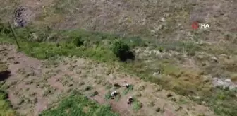 Alternatif ürün olarak ekimi gerçekleştirilen bezelyede hasat başladı