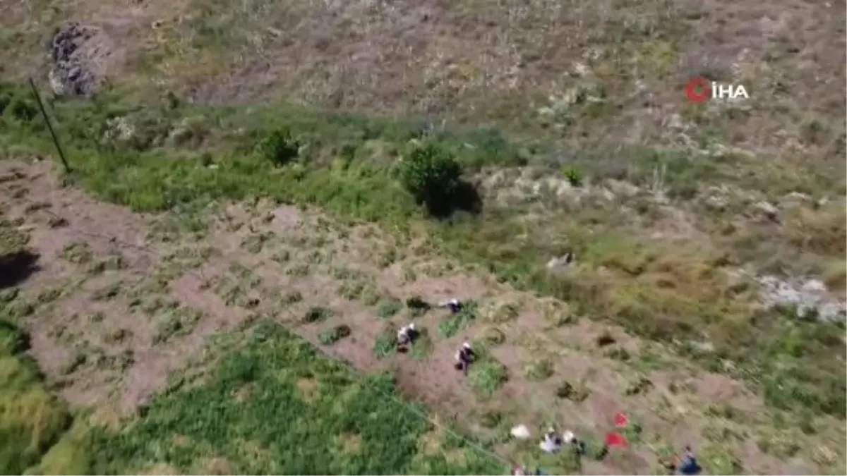 Alternatif ürün olarak ekimi gerçekleştirilen bezelyede hasat başladı