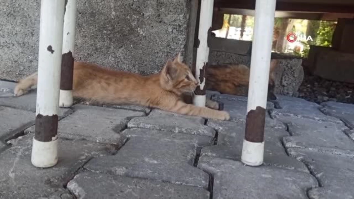 Depremzede sokakta kalan kedileri sahiplendi