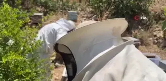 Gurs Vadisi'nde bal hasadı başladı