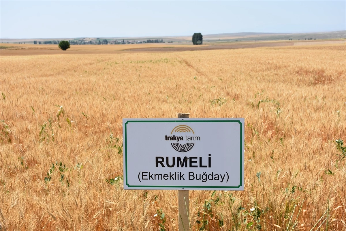 Eskişehir\'de yerli ve milli buğday çeşitleri tanıtıldı