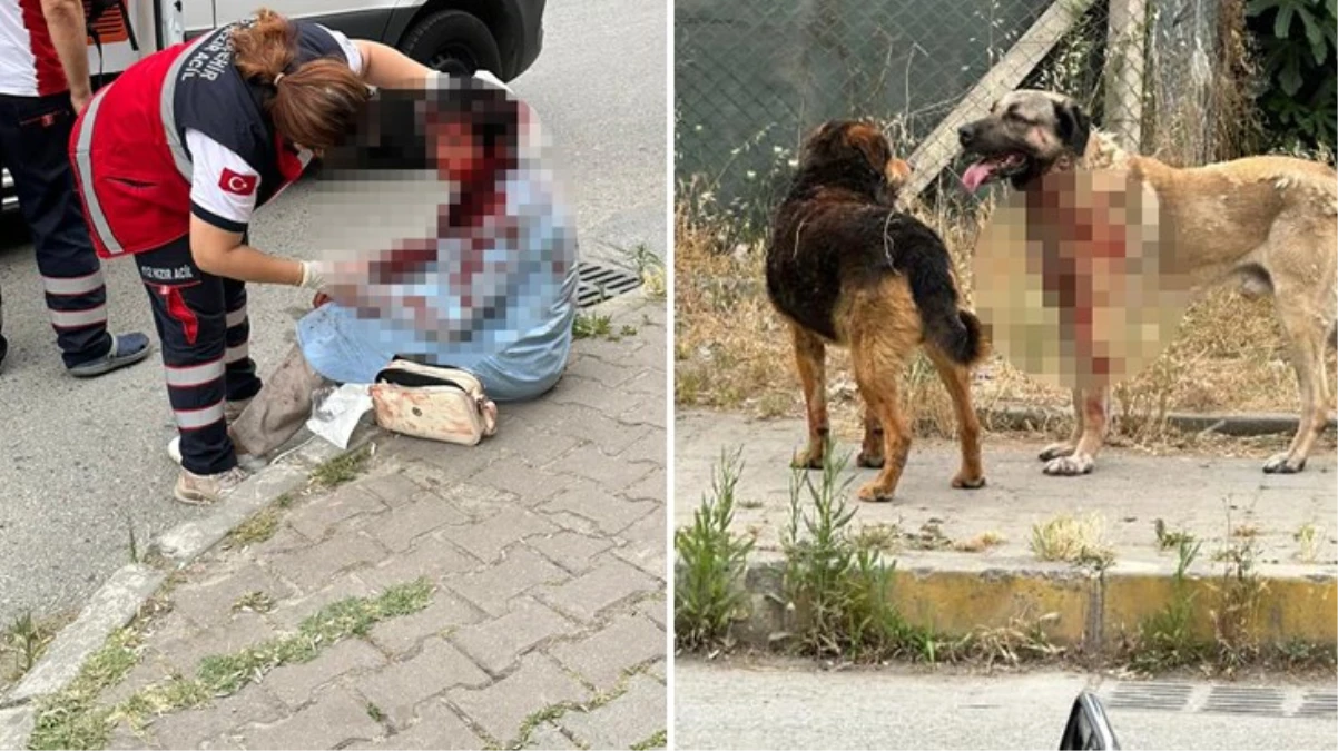İstanbul\'da köpeğin yoldan geçen kadına saldırdığı dehşet verici olayla ilgili 1 kişi gözaltına alındı