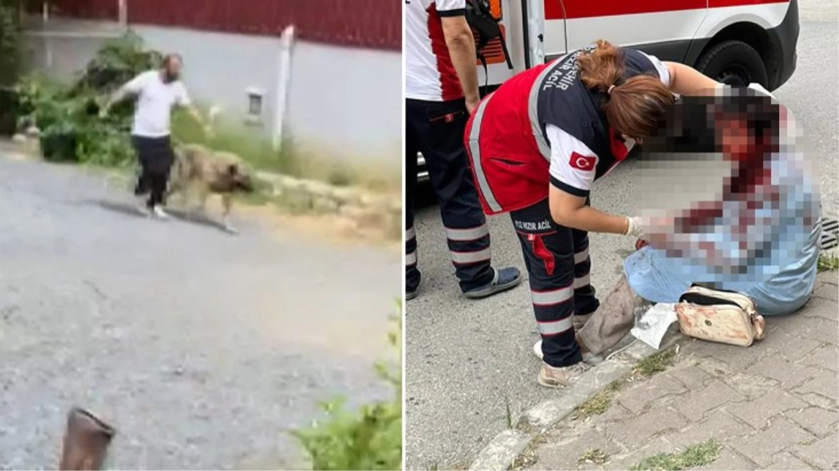 Ataşehir\'de Kadına Saldıran Köpeğin Sahibi Tutuklandı