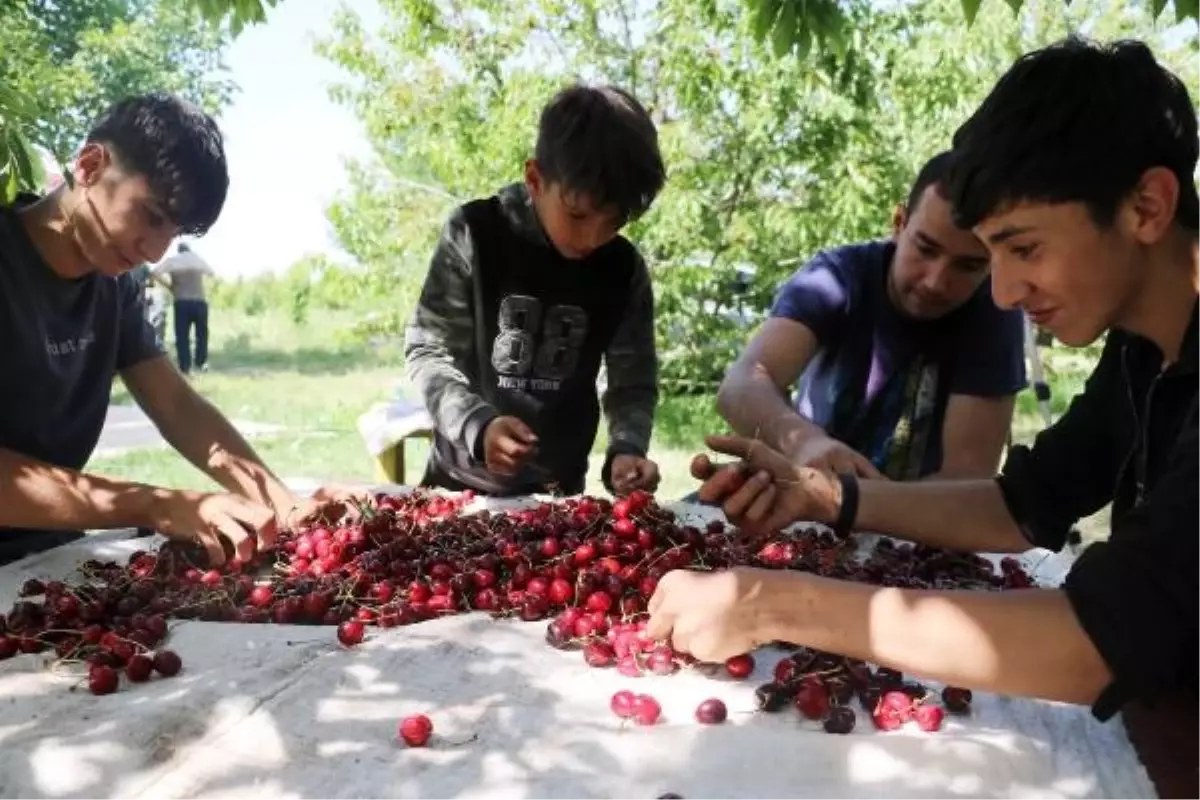 Kiraz Fiyatlarındaki Dalgalanma Krize Neden Oldu