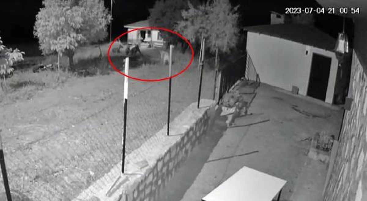 Köpek, evin yakınına gelen bozayıları uzaklaştırdı