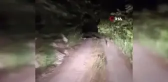 Kovaladıkları tavşanı tilkiye kaptırıyorlardı