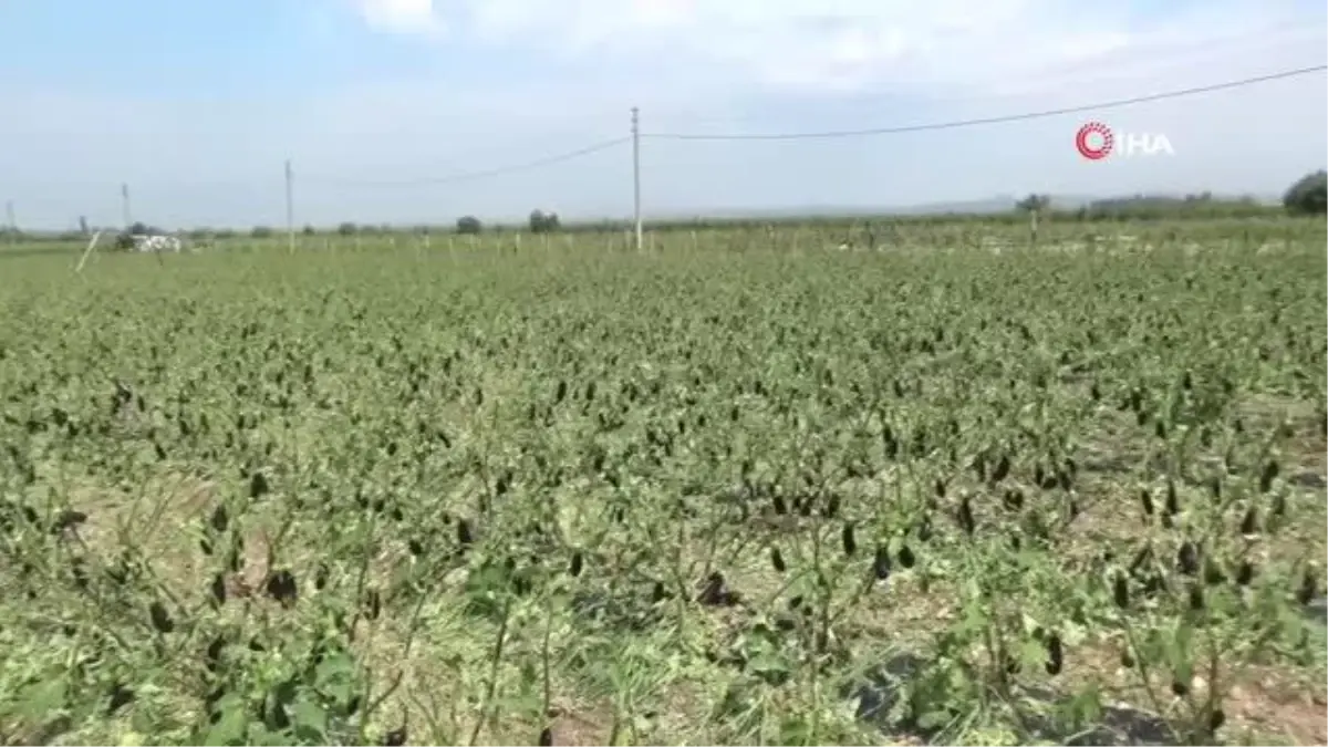Manisa\'yı dolu vurdu, tarım arazileri zarar gördü