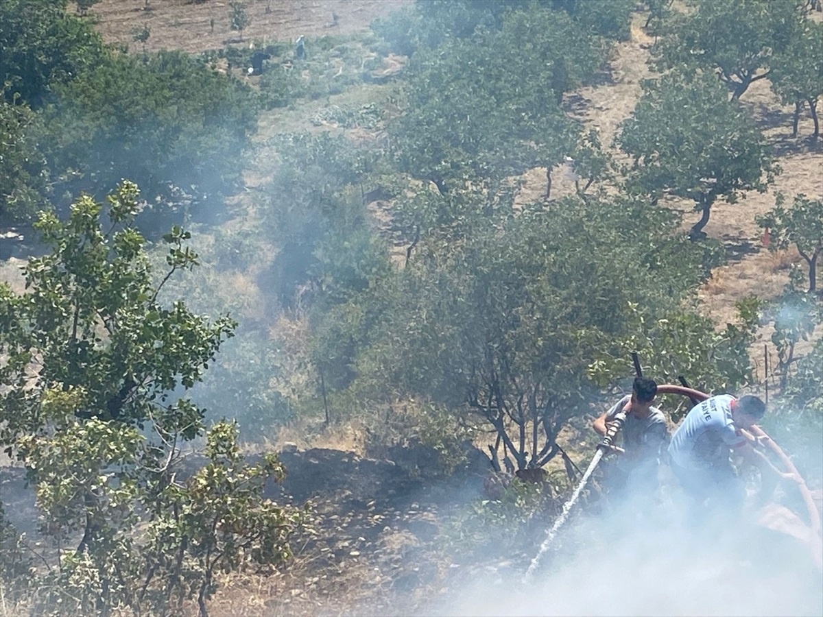 Siirt\'te fıstık bahçesinde çıkan yangında 10 dönüm alanda zarar oluştu