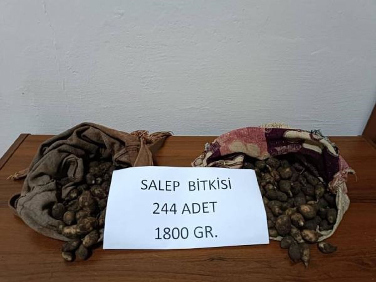 Tunceli'de Kaçak Salep Soğanı Toplayanlara 220 Bin Lira Cezası