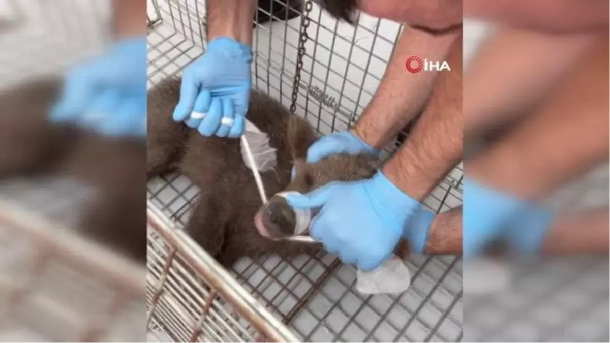 Yaralı Yavru Ayı İçin Seferber Oldular