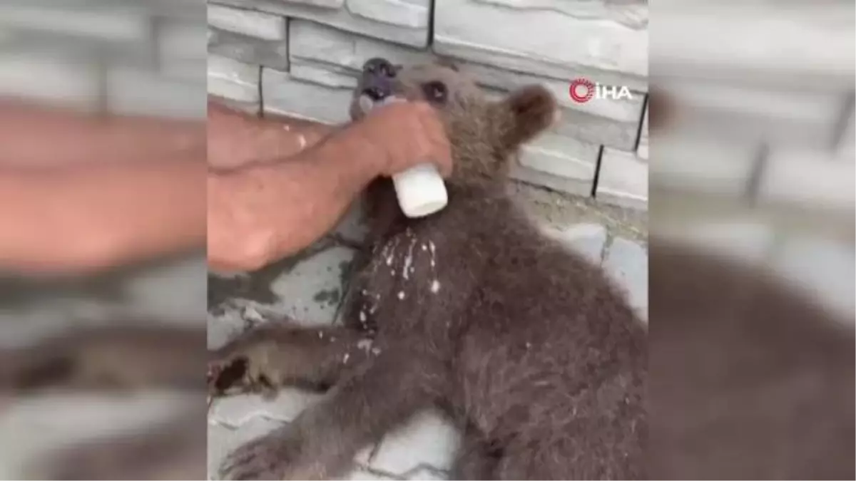 Yaralı Yavru Ayı İçin Seferber Oldular