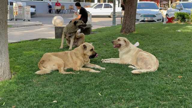 Başıboş köpeklerden büyükbaş hayvanlara kuduz salgını Başıboş köpeklerden büyükbaş hayvanlara kuduz salgını