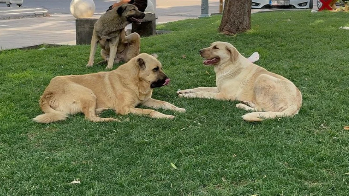 Şanlıurfa\'da başıboş köpeklerin saldırısına uğrayan büyükbaş hayvanlara kuduz bulaştı