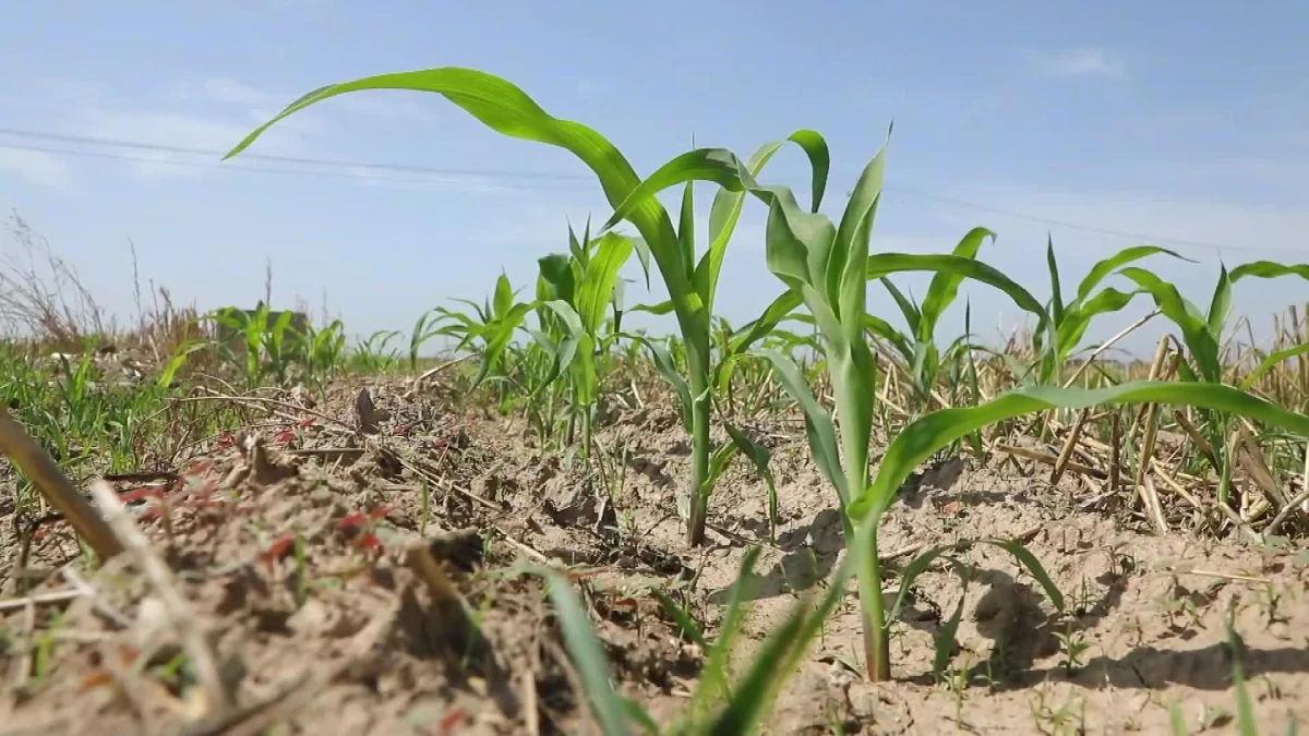 Çin\'in Hebei Eyaletinde Kuraklık Tarımı Olumsuz Etkiliyor