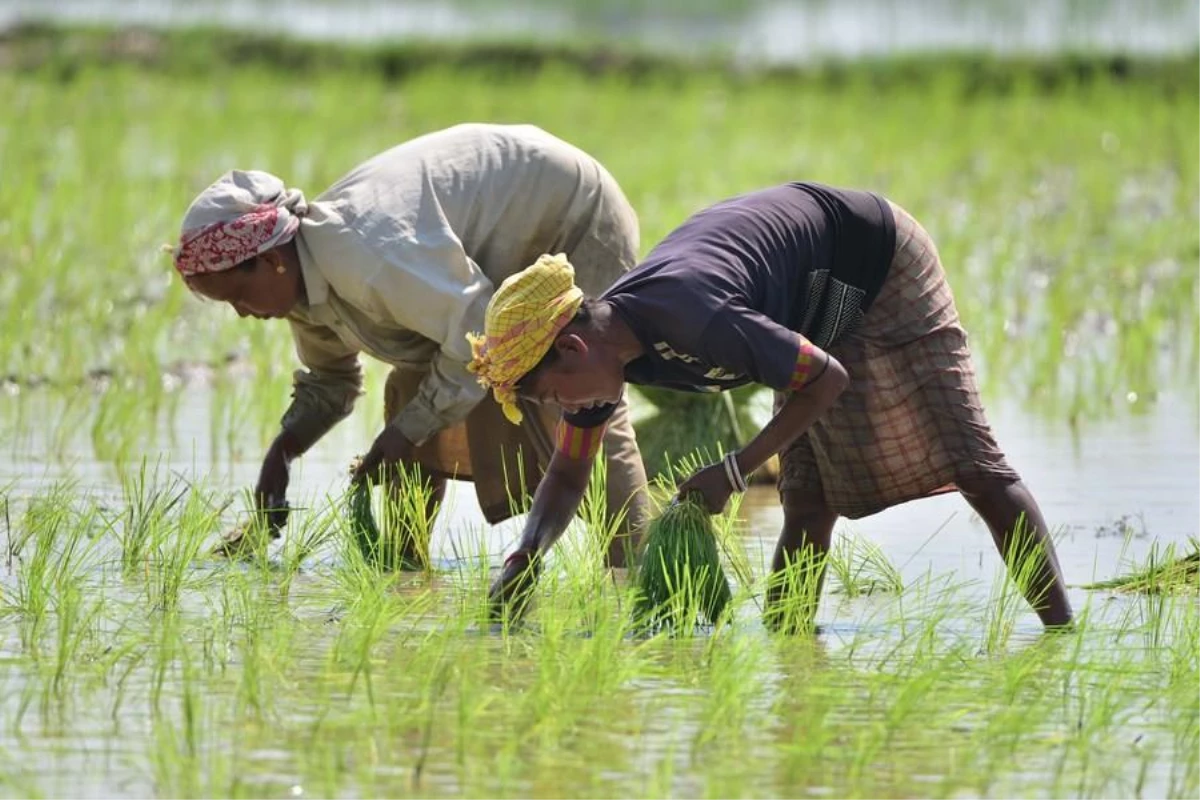 Hindistanlı Çiftçilerin Çeltik Mesaisi Tüm Hızıyla Devam Ediyor