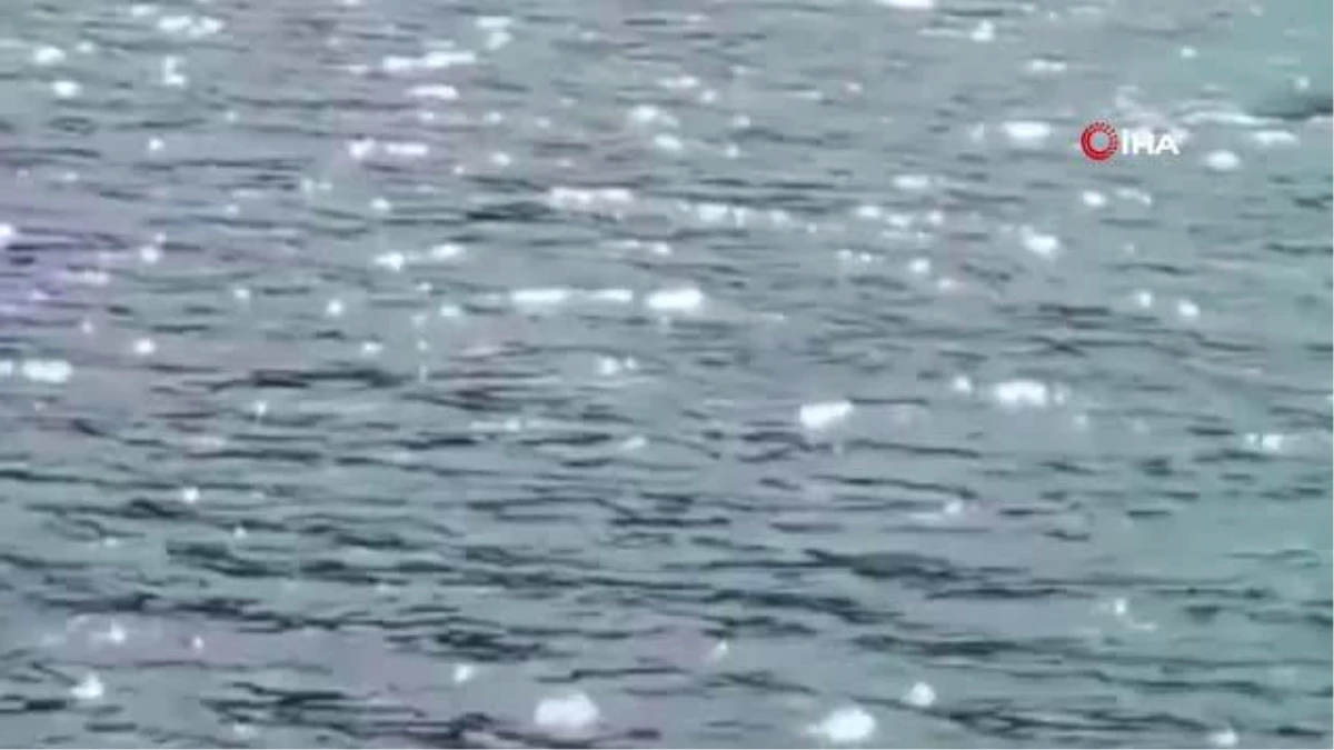 Köpek balığı Rodos açıklarında Kaşalot cinsi balinayı böyle kovaladı