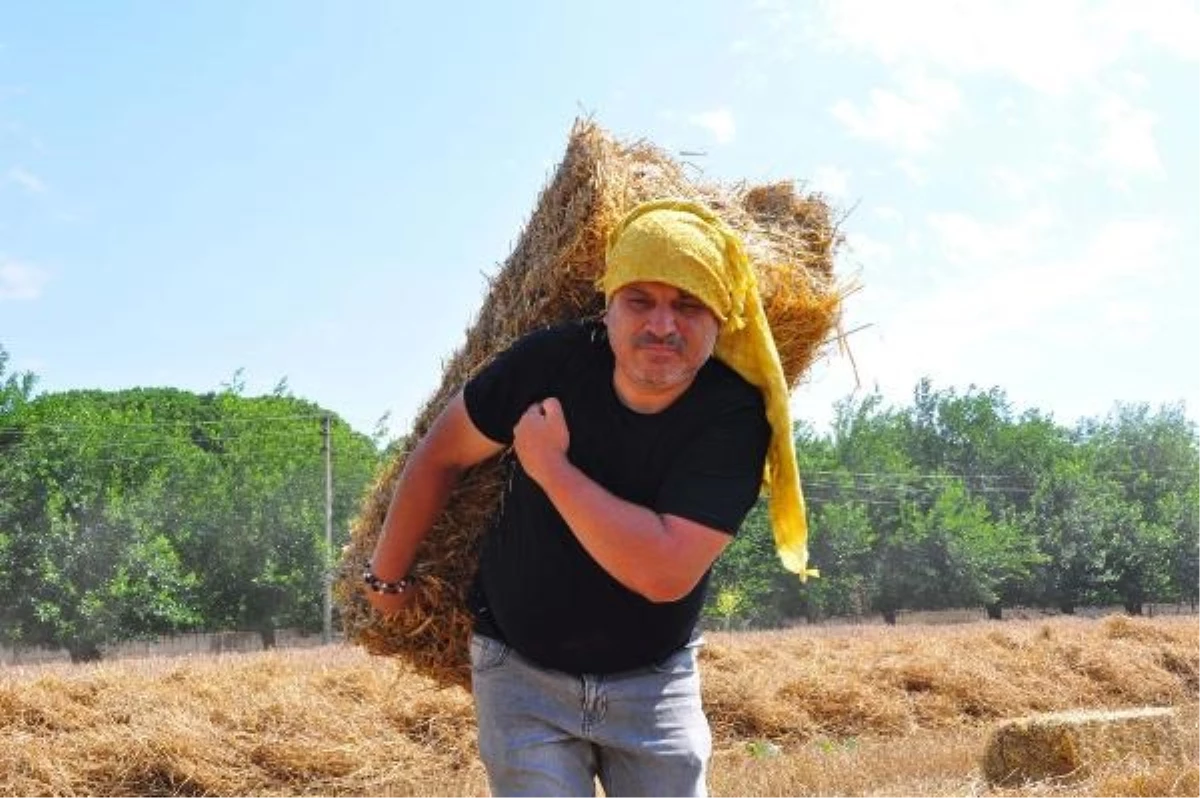 Okul Müdürü Tarlada Buğday Hasadı Yaparak Okula Destek Oluyor