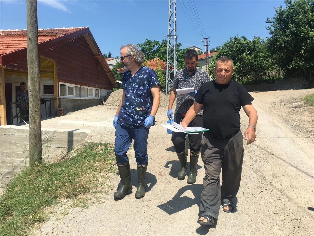 Zonguldak\'ta Şap Hastalığı Nedeniyle 136 Köy Karantina Altına Alındı