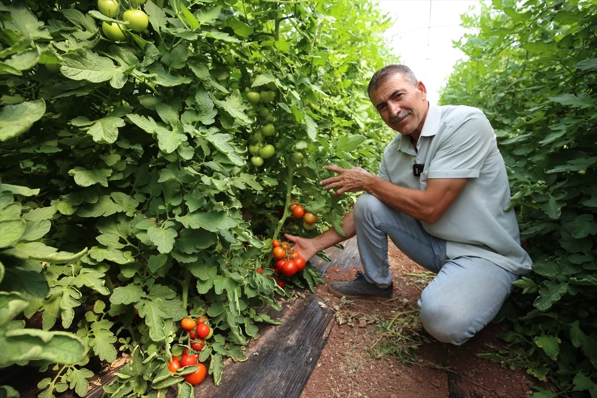 Aksaray\'da Tarımsal Destek ve Hibe Projeleriyle Sebze Üretimi Arttı