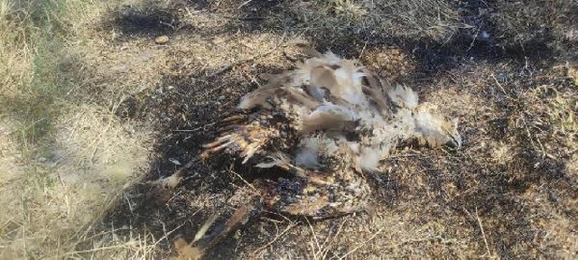 Kartalın Trafoya Girmesi Sonucu Çıkan Yangında 1 Milyon TL Zarar